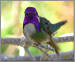 Costa's Hummingbird