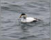 Common Eider