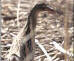 Clapper Rail
