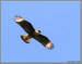 Crested Caracara