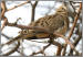 Mourning Dove