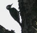 Red-cockaded Woodpecker