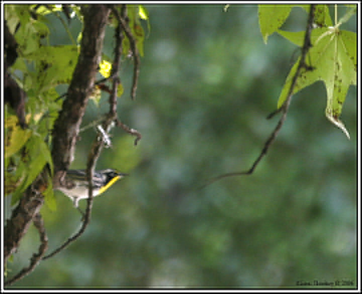Yellow-throated Warbler
