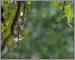 Yellow-throated Warbler