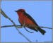 Vermilion Flycatcher
