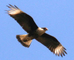 Crested Caracara