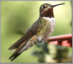 Broad-tailed Hummingbird