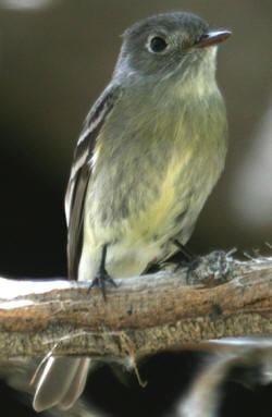 Hammond's Flycatcher