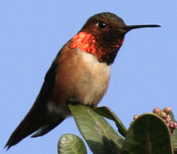 Allen's Hummingbird
