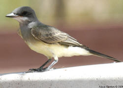 Cassin's Kingbird