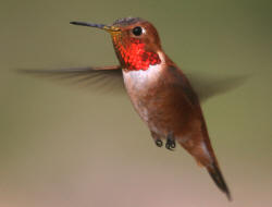 Rufous Hummingbird