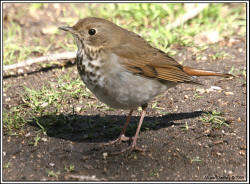 Hermit Thrush