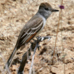 Brown-crested Flycatcher