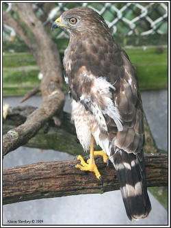 Broad-winged Hawk
