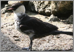 Pomarine Jaeger