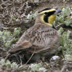 Horned Lark