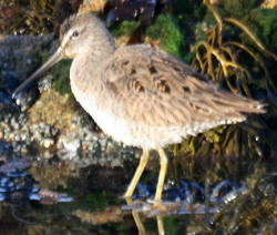 Long-billed Dowitcher