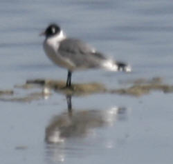 Franklin's Gull
