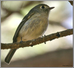 Hutton's Vireo