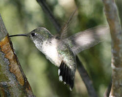 Calliope Hummingbird