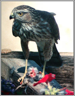 Sharp-shinned Hawk
