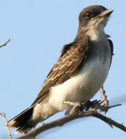 Eastern Kingbird
