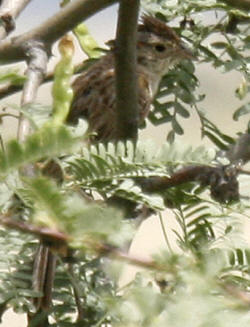 Cassin's Sparrow