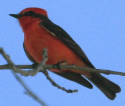 Vermilion Flycatcher