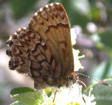 Big Meadow - Tulare County 13 June 2003