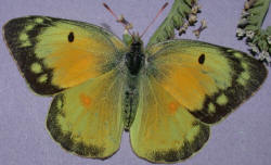 Orange Sulphur © Alison Sheehey