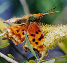 Satyr Comma along Kern River © Alison Sheehey 2001