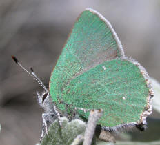 Bramble Hairstreak found on Jawbone Canyon Rd as it ascends into the Piutes 30 Mar 2003 © Alison Sheehey