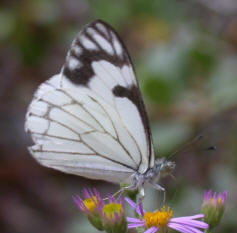 Pine White from Poison fire safe area © Alison Sheehey