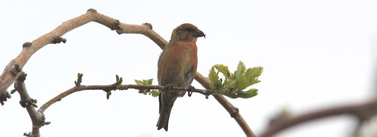 A bird sitting on a branch

AI-generated content may be incorrect.