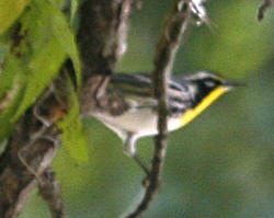 Yellow-throated Warbler