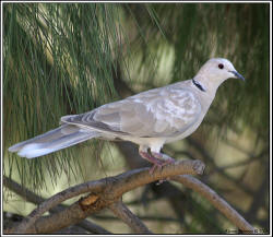 African Collared-Dove