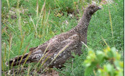 Sooty Grouse