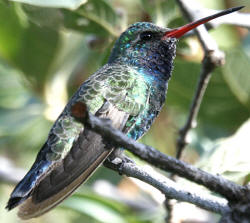 Broad-billed Hummingbird