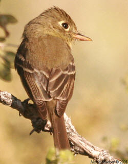 Pacific-slope Flycatcher