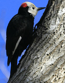 White-headed Woodpecker