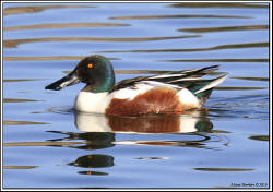 Northern Shoveler - drake