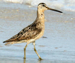 Short-billed Dowitcher