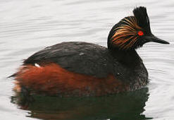 Eared Grebe