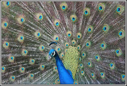 Common Peafowl