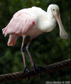 Roseate Spoonbill