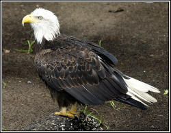 Bald Eagle