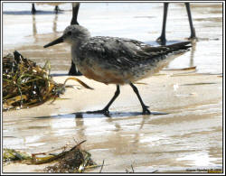 Red Knot