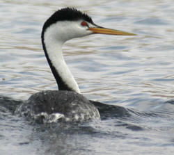 Clark's Grebe