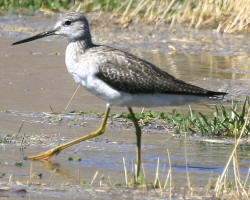 Greater Yellowlegs