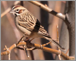 Lark Sparrow